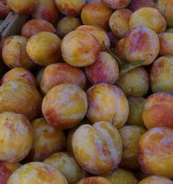 Pluots 250x266